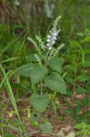 Heartleaf skullcap